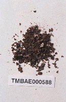 藏品(花狀濕地苔)的圖片